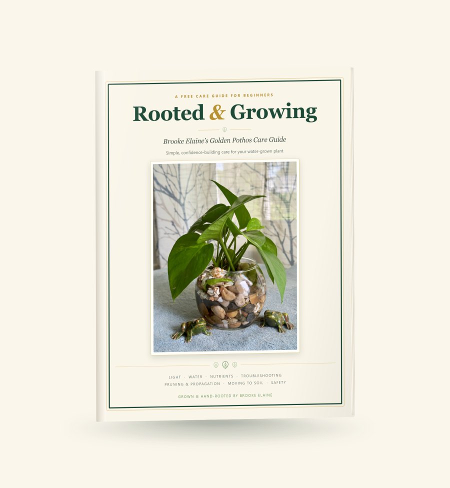 The Rooted and Growing care guide. Its cover shows a Golden Pothos growing in a glass bowl of water with stones and shells.