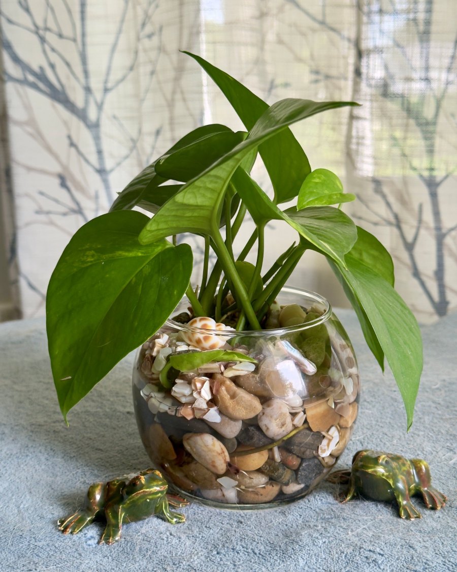 A second Golden Pothos jar, showing the water roots and the stones and shells in the base.